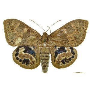 SYNPALAMIDES ESCALANTEI